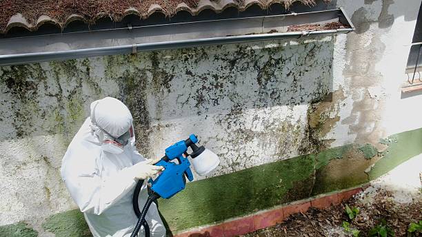 Trusted Black Mold Removal service in Butler, PA - Cheap Mold Removal